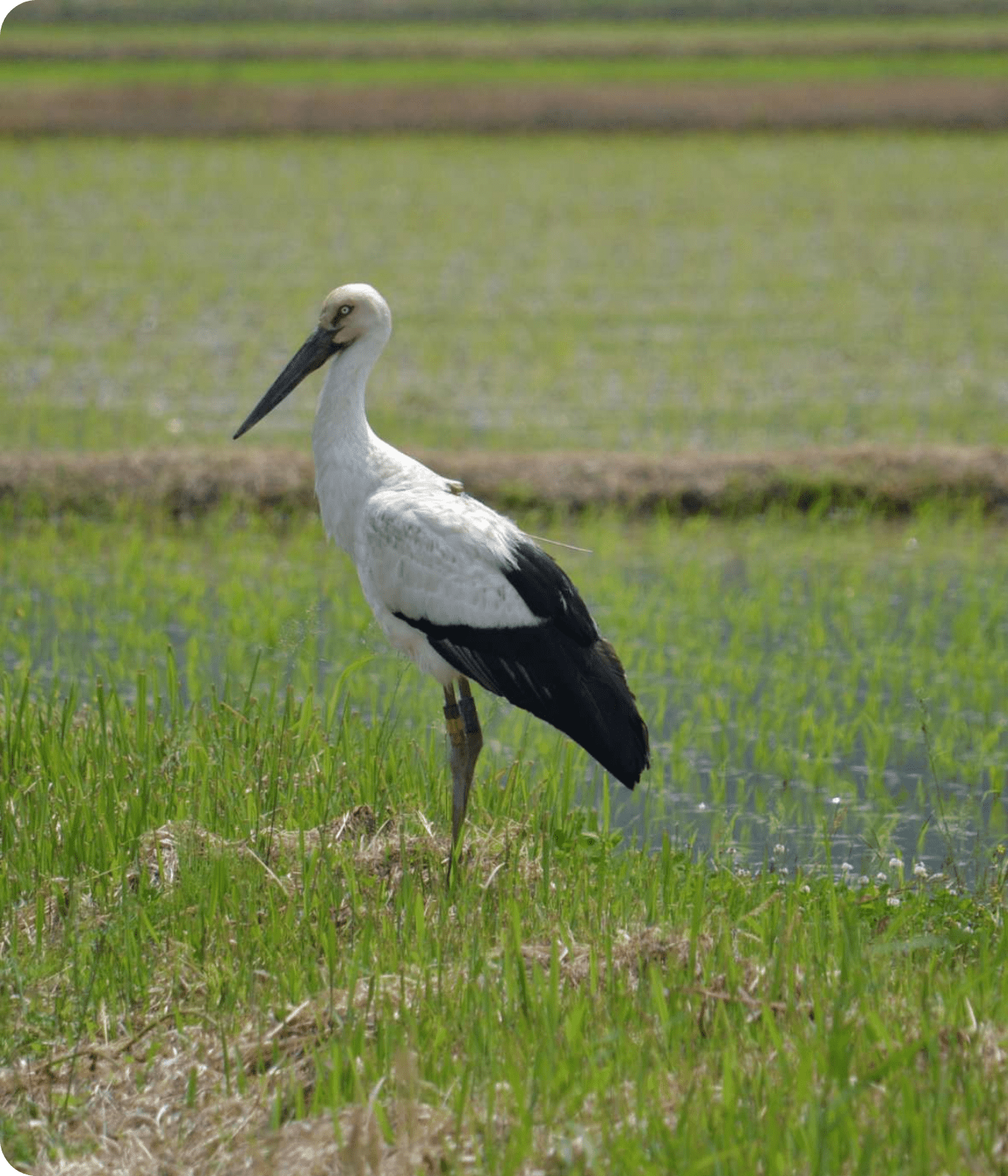 私たちの夢にふさわしい場所 “コウノトリの郷”豊岡